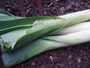 Succulent Tender Leeks